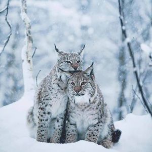 Meet your Posher, Linda